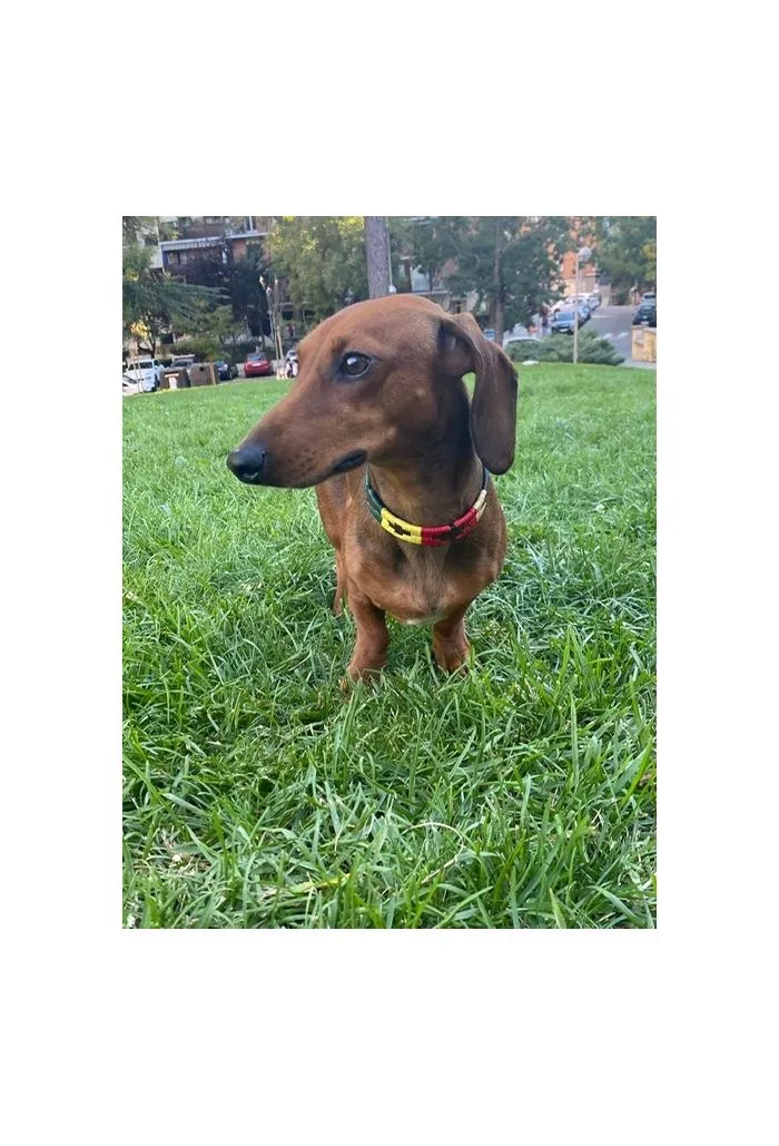 Collar perro Soyón amarillo. Ancho15mm. Perro pequeño